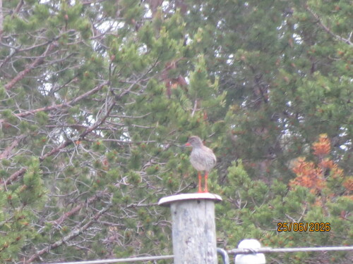 Common Redshank