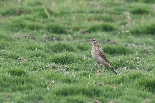 Richard's Pipit