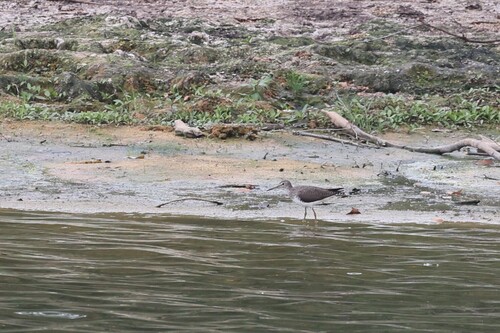 Green Sandpiper