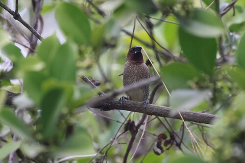 Scaly-breasted Munia