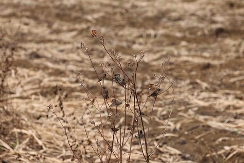 Scaly-breasted Munia