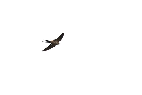 Eastern Red-rumped Swallow
