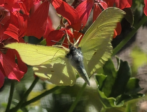 Common Brimstone