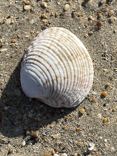 Warty Venus Clam