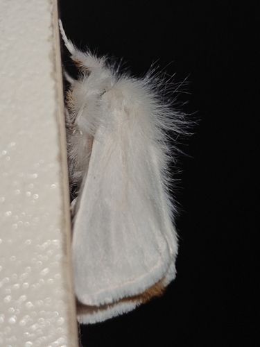 Brown-tail Moth
