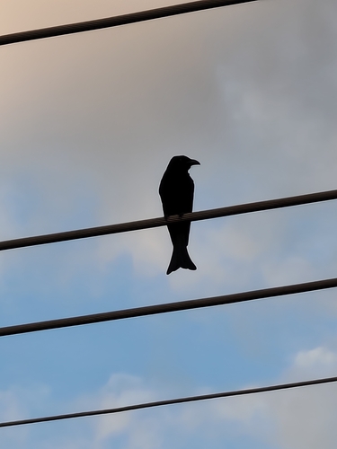 Spangled Drongo