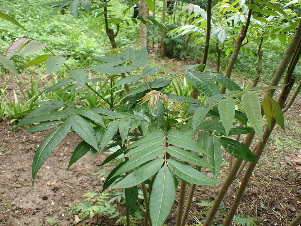 Tun tree from 淡水後州子 on April 25, 2020 at 12:39 PM by 蚯蚓_游 · iNaturalist