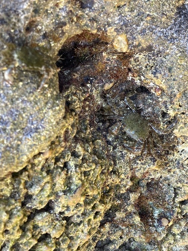 Marbled Crab