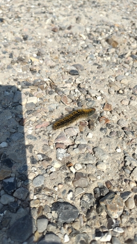 Grass Eggar