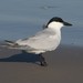 Gull-billed Tern - Photo (c) Andrew Orgill, all rights reserved, uploaded by Andrew Orgill