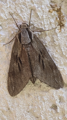 Pine Hawkmoth