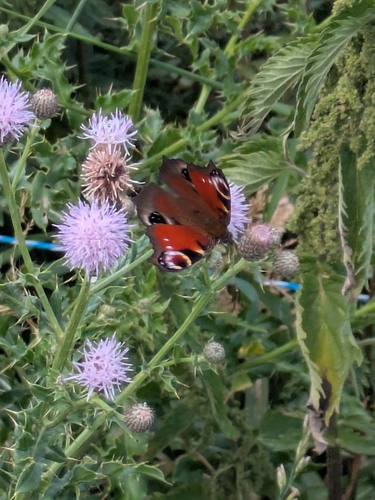 European Peacock Butterfly