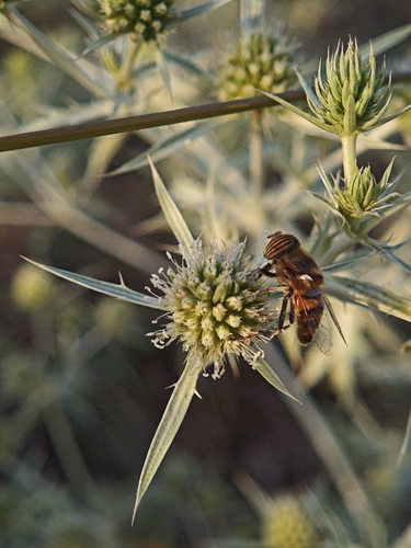 Stripe-eyed Lagoon Fly