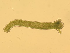 Hydra viridissima image