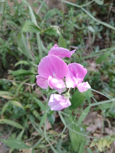 broad-leaved sweet pea