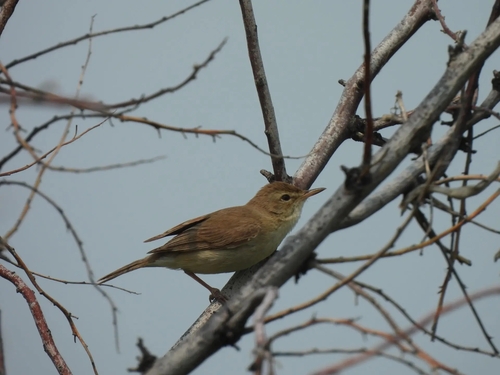 Booted Warbler