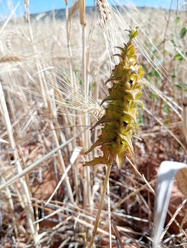 Mediterranean lineseed