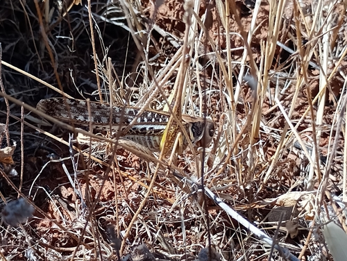 White-faced Bush-cricket