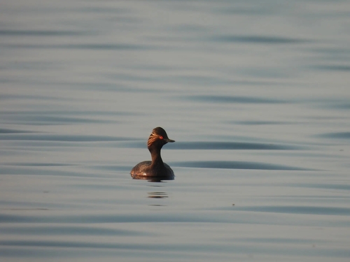 Eared Grebe