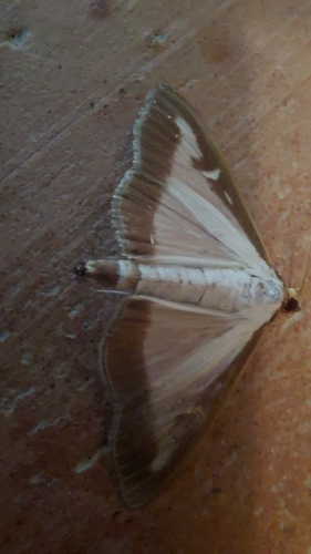 Box Tree Moth