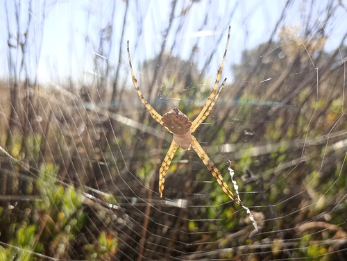 Lobed Argiope