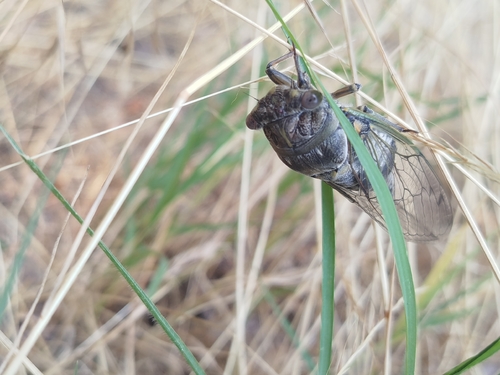 Common Cicada