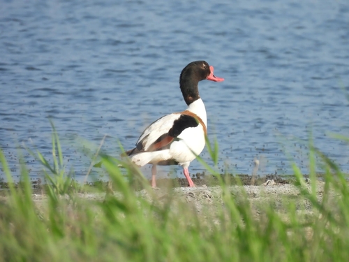 Common Shelduck