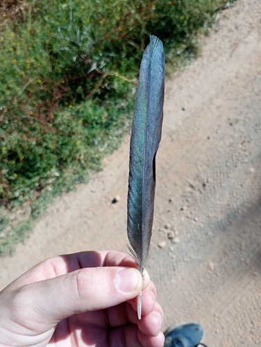 Eurasian Magpie