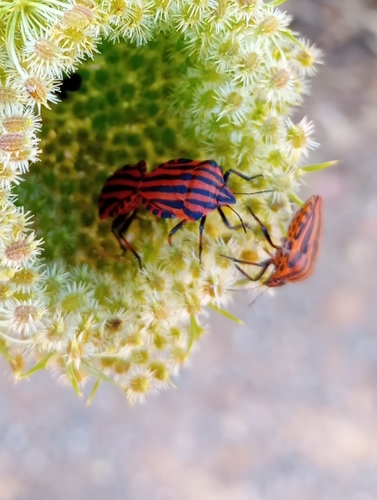 Continental Striped Shield Bug