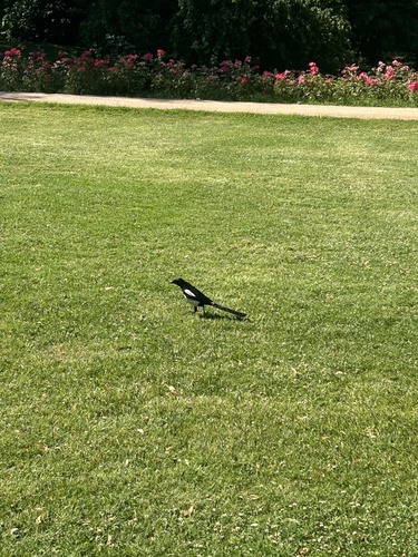 Iberian common magpie