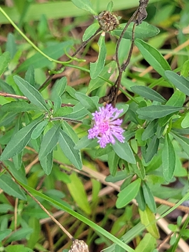 blue bonnet