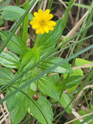 Trailing Daisy