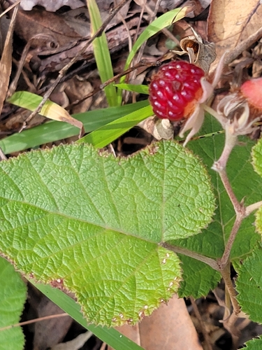 Molucca Bramble
