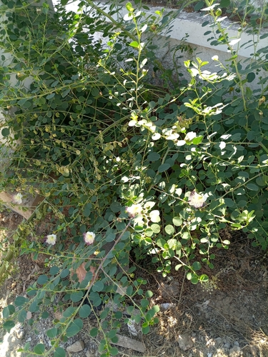 Egyptian Caper