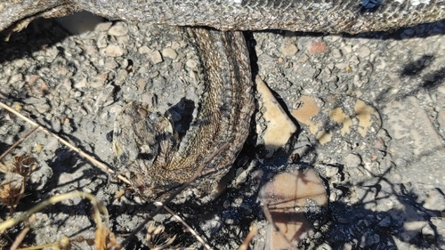Ladder Snake
