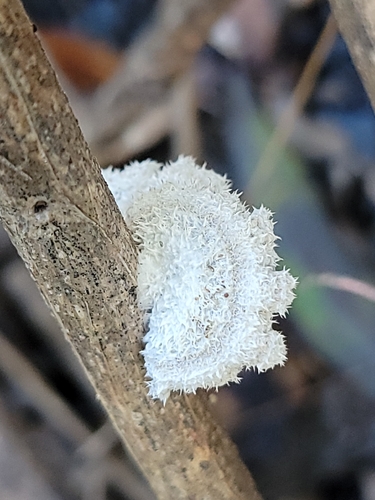 splitgill mushroom