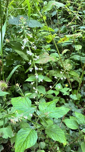 enchanter's-nightshade