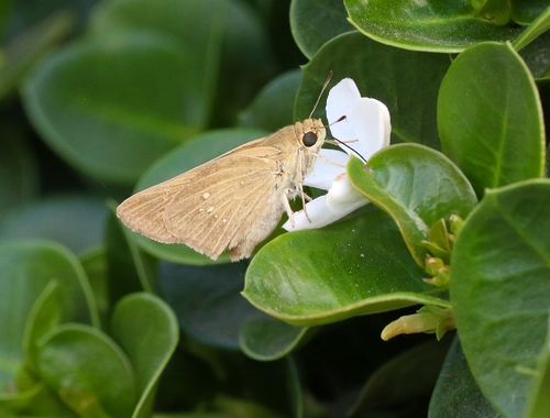 Pale Small-branded Swift