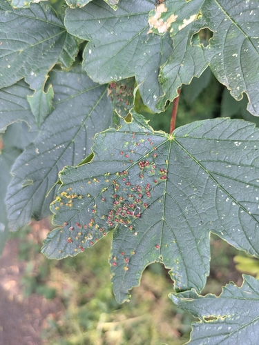 Sycamore Cherry Mite