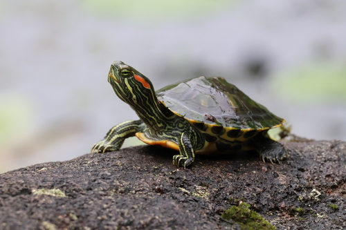 Pond Slider