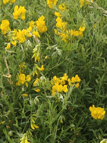 meadow pea