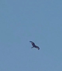 Red Kite
