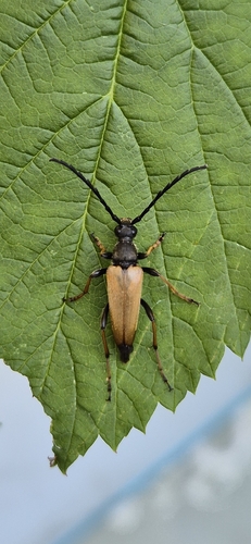 Red Pine Longhorn Beetle