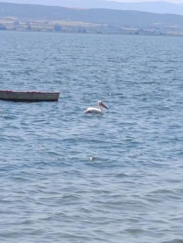 Dalmatian Pelican