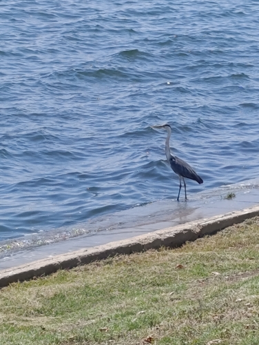 Grey Heron