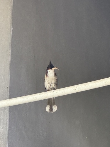 Red-whiskered Bulbul