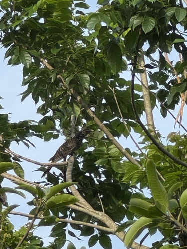 Asian Koel