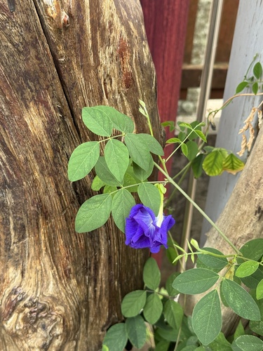 Blue Pea