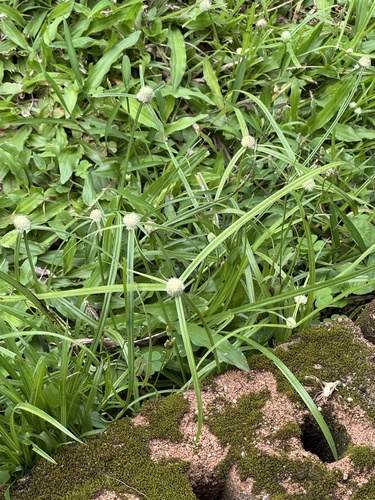 whitehead spikesedge
