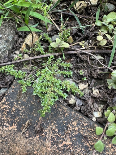 Artillery Plant